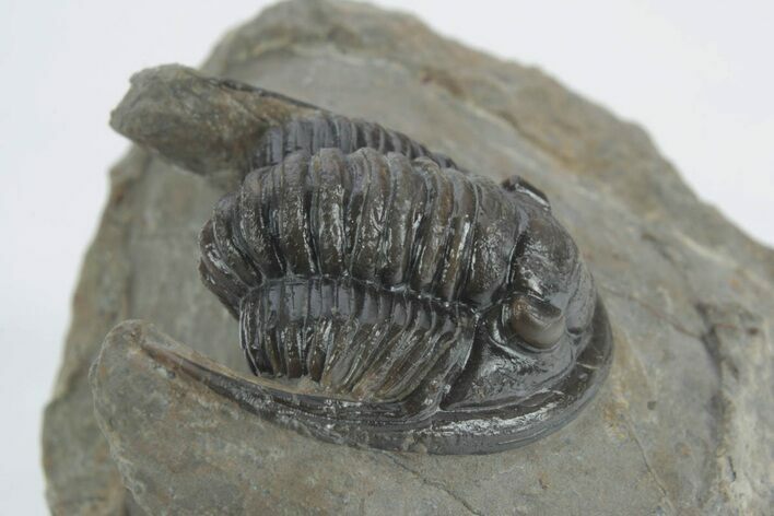 Detailed Cornuproetus Trilobite Fossil - Morocco #222468